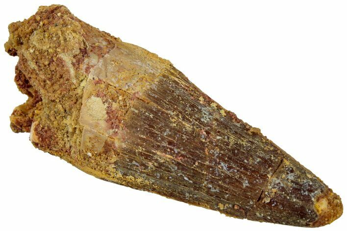 Fossil Spinosaurus Tooth - Real Dinosaur Tooth #311279